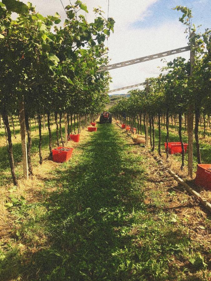 Agriturismo Ca' Cristane Rivoli Veronese Ngoại thất bức ảnh